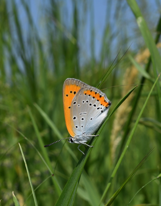 Sorpresa di (quasi) Pasqua: Lycaena dispar, Lycaenidae